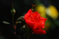 荒牧バラ公園-11