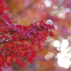 紅葉１
