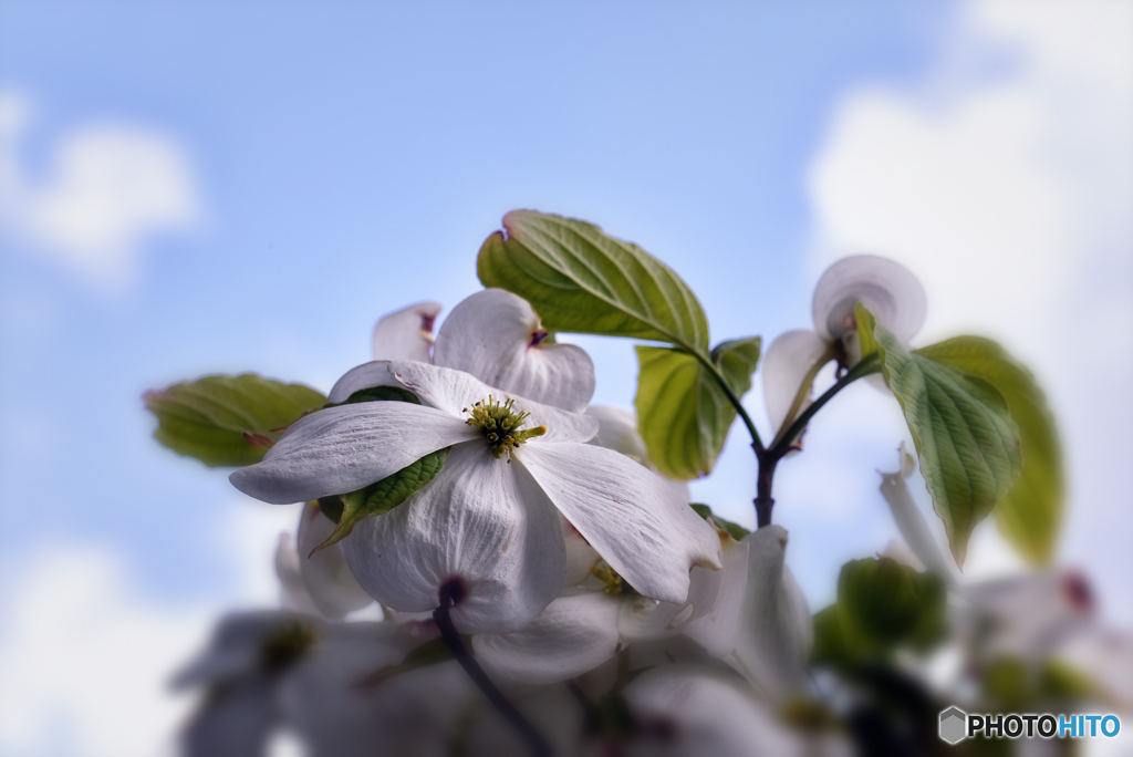 white 1