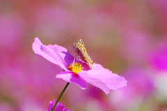 蝶と秋桜