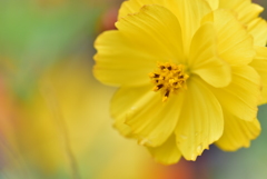 Yellow cosmos