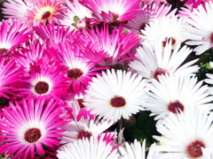 花01