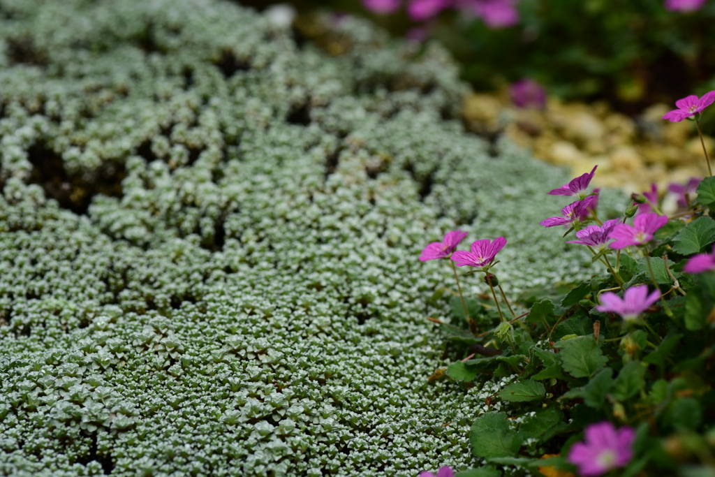 小さな花と草