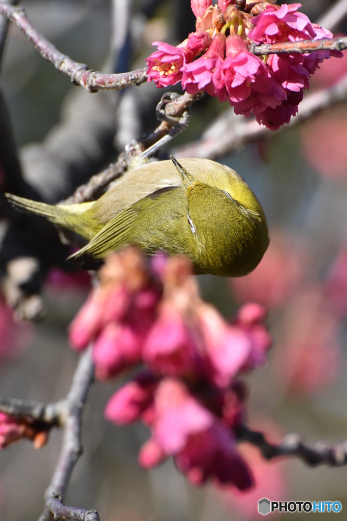 寒緋桜にメジロ