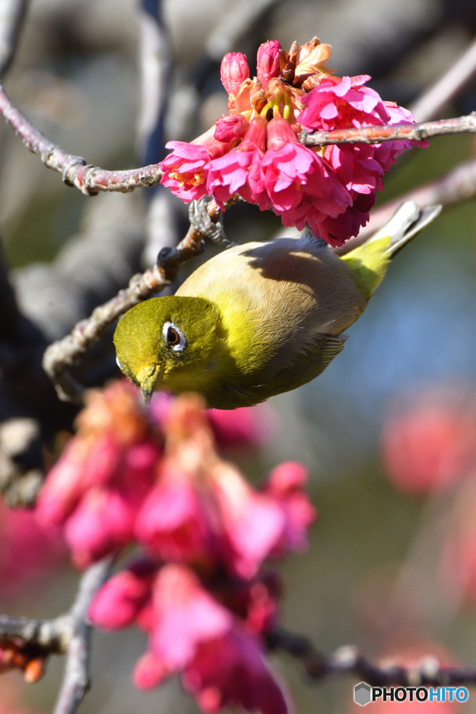 寒緋桜にメジロ