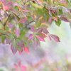 秋模様