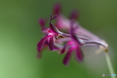 小さな花