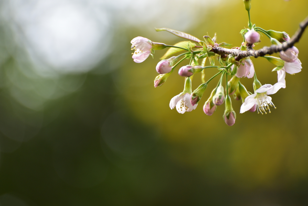 桜咲く