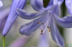 愛の花