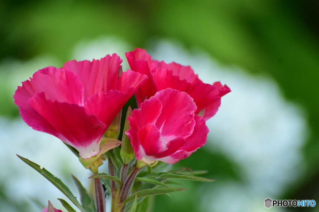 花言葉は、お慕いいたします