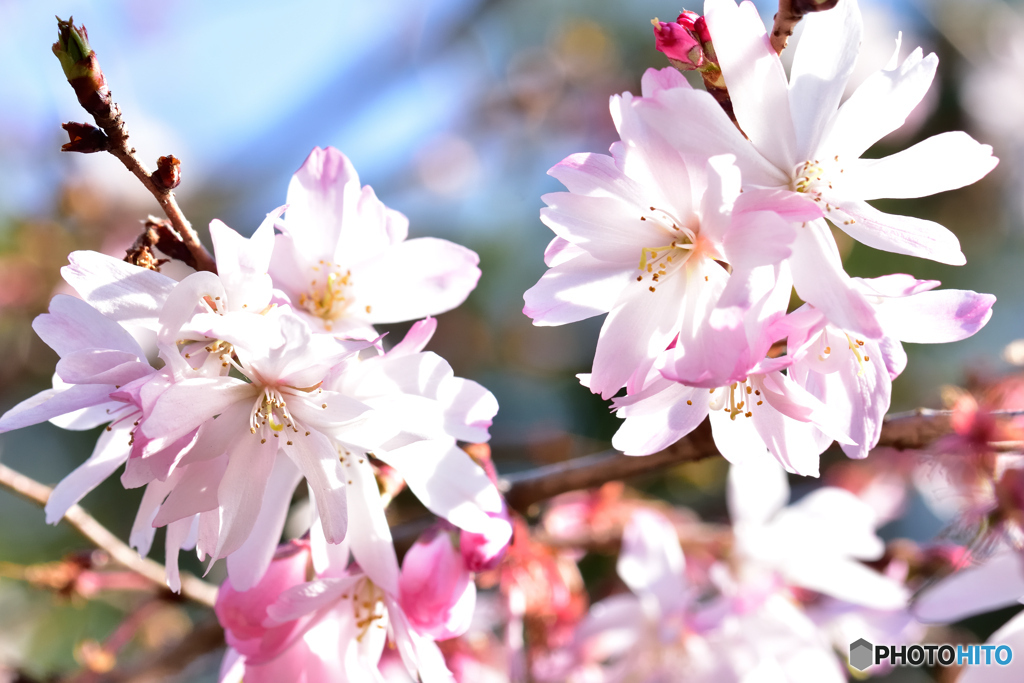 まだ咲く十月桜