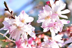 まだ咲く十月桜