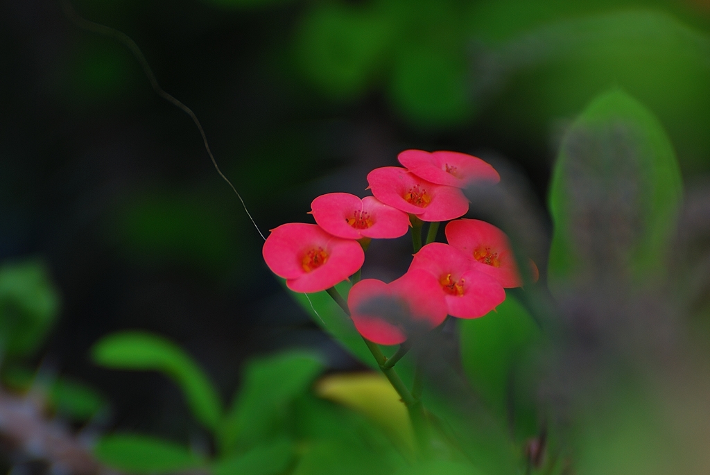 花－３