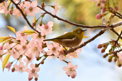 春のような冬