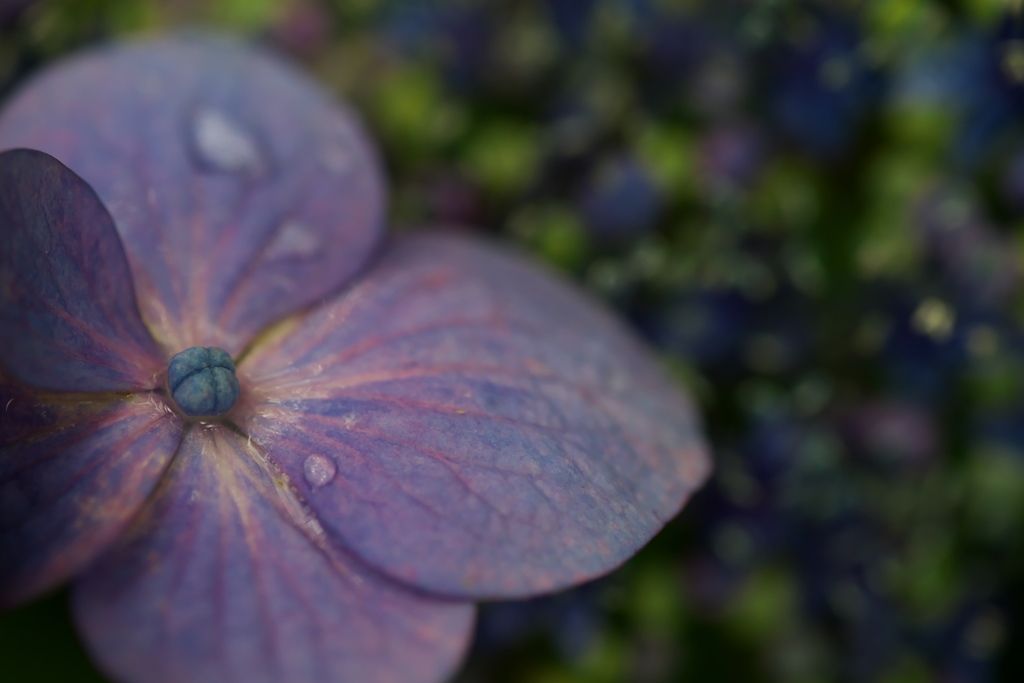 紫陽花の涙