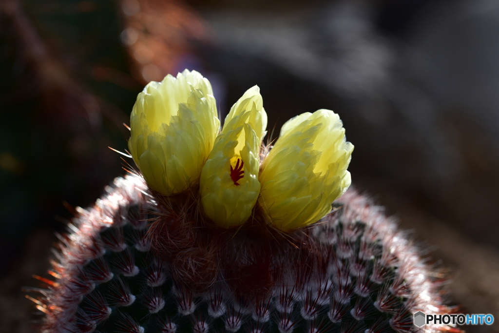 サボテンの花
