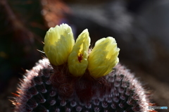 サボテンの花