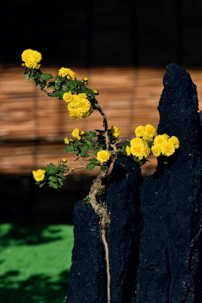 菊芸術