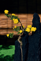 菊芸術