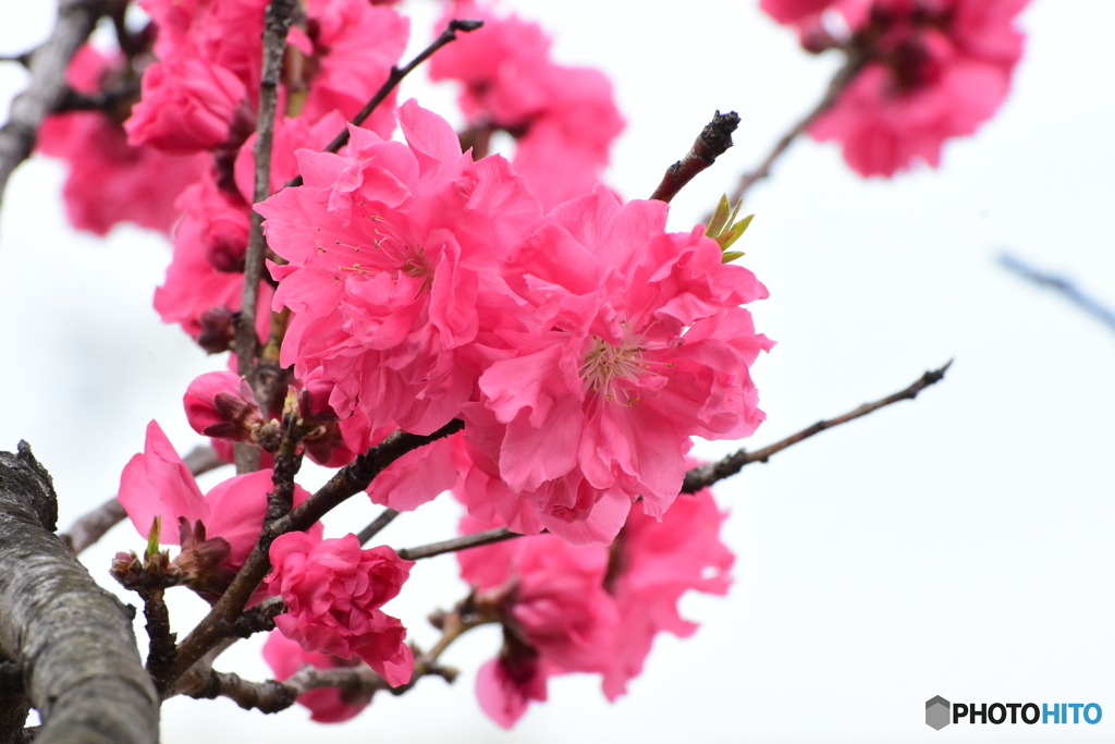 花桃