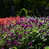 花のある風景