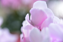 篝火花