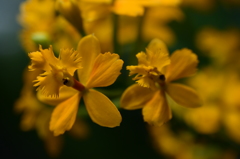 かわった花