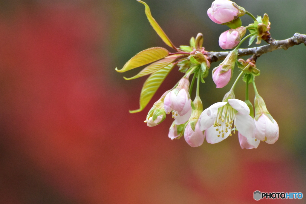 ヒマラヤ桜