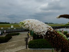 怪獣　花ゴン現る