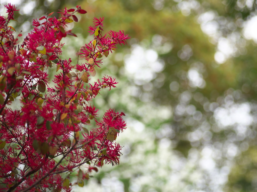 紅花常磐満作 1