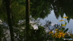池