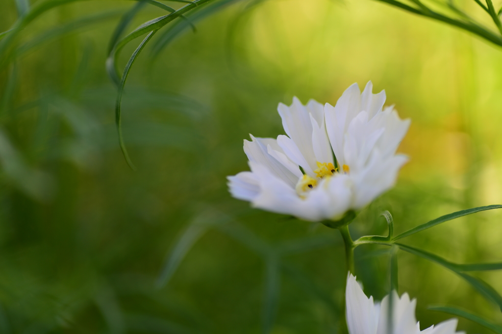 秋桜