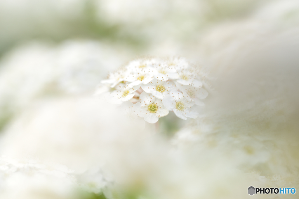 春の雪