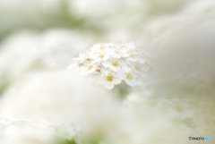 春の雪