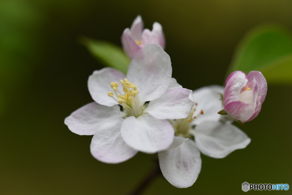 西洋林檎の花