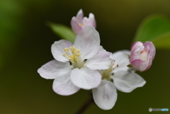 西洋林檎の花