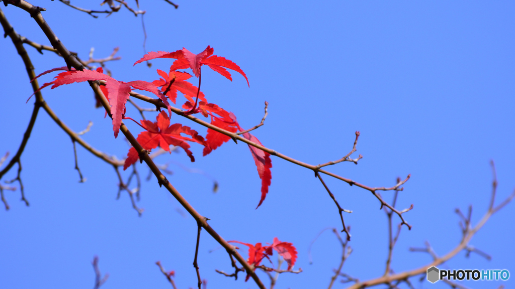 残り紅葉