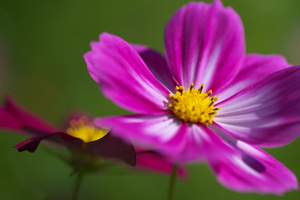 秋桜