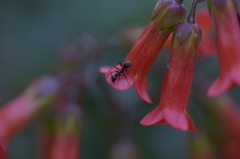 花と蟻