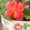 一輪の花
