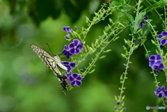 デュランタにアゲハ蝶