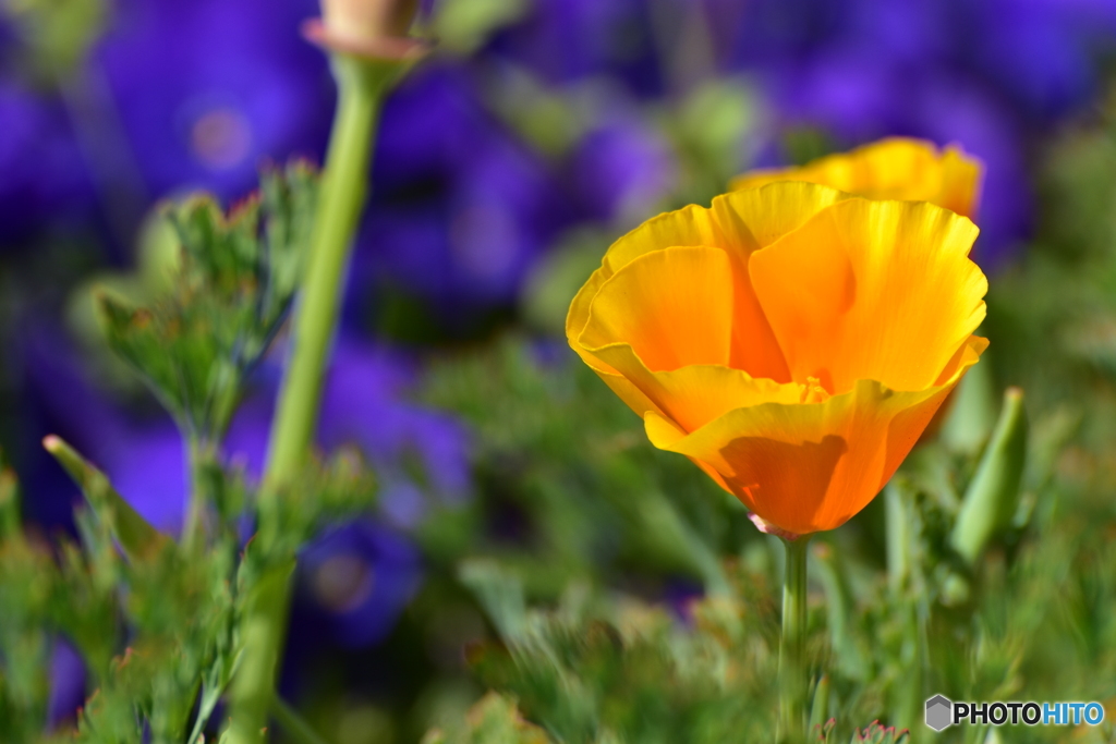 California poppy