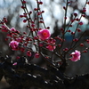 春光