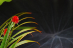 千日紅