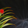 千日紅