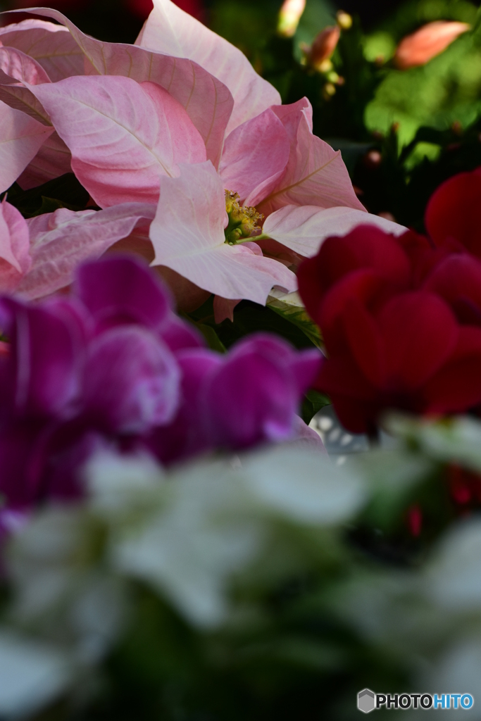 Christmas flower