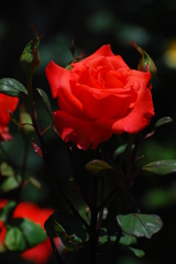 荒牧バラ公園-12