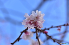 冬桜 3