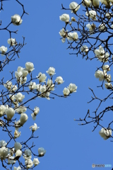 白木蓮と春の空