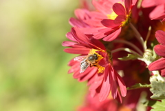 菊とミツバチ